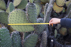 Opuntia chavena