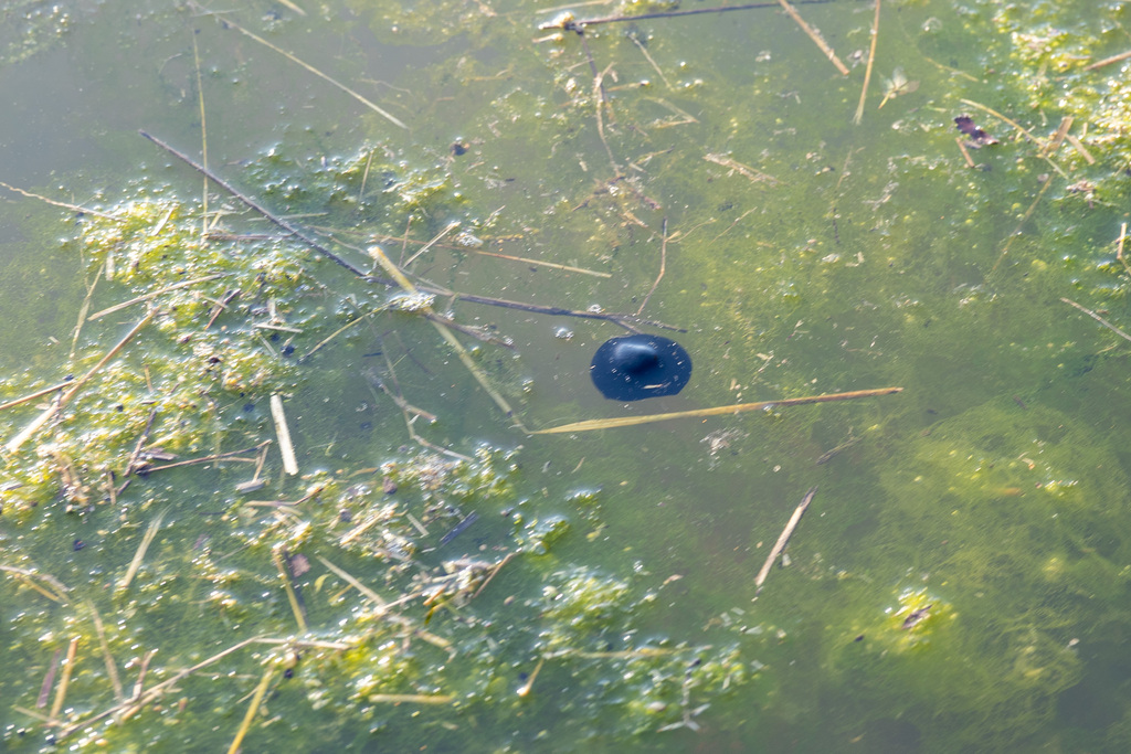 Aesculus hippocastanum