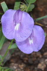 Clitoria cordobensis