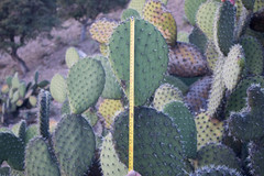 Opuntia chavena
