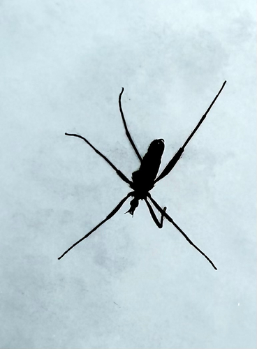 Unknown species found near Grant Rd, Freeport, ME, US