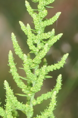 Chenopodium ambrosoides