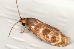 Zauclophora procellosa