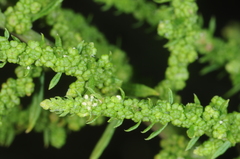 Chenopodium ambrosoides