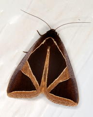 Agamana conjungens