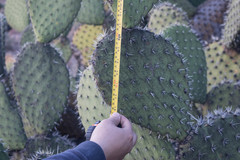 Opuntia chavena