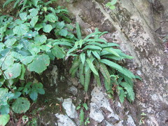 Struthiopteris amabilis