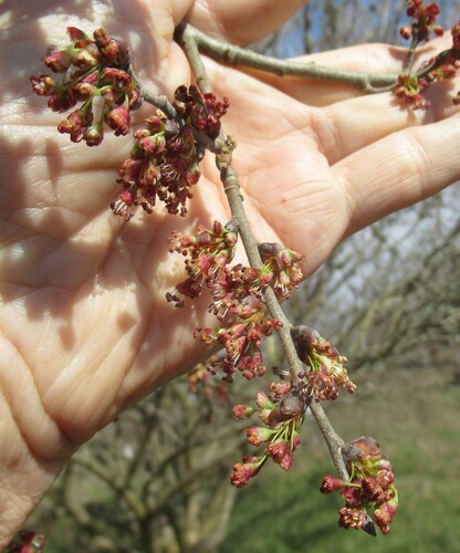 American elm (Ulmus americana)