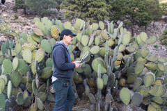 Opuntia chavena