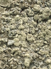 Crespoa crozalsiana