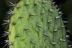 Opuntia chavena