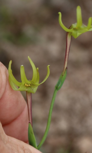 Freesia viridis, photograph 5