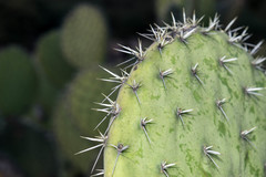 Opuntia chavena