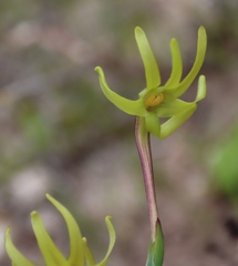 Freesia viridis, photograph (c) Tony Rebelo, some rights reserved (CC BY-SA)
