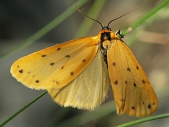 Setina irrorella