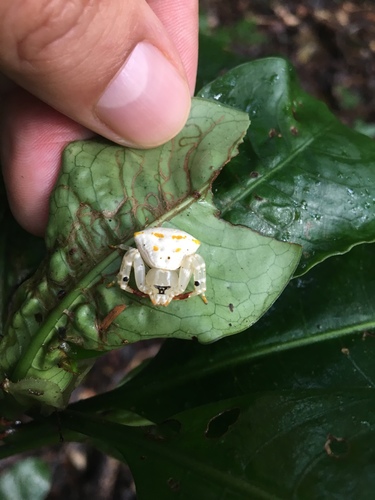 Thomisus janinae