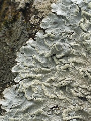 Crespoa crozalsiana