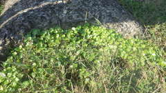 Hydrocotyle ramiflora