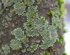 Physconia enteroxantha