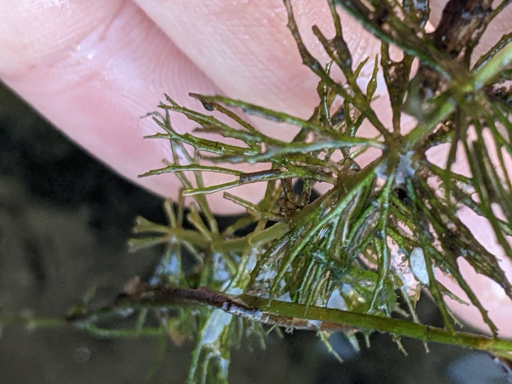 Ceratophyllum demersum