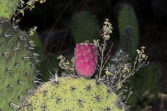 Opuntia chavena