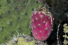 Opuntia chavena