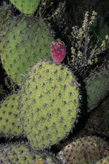 Opuntia chavena