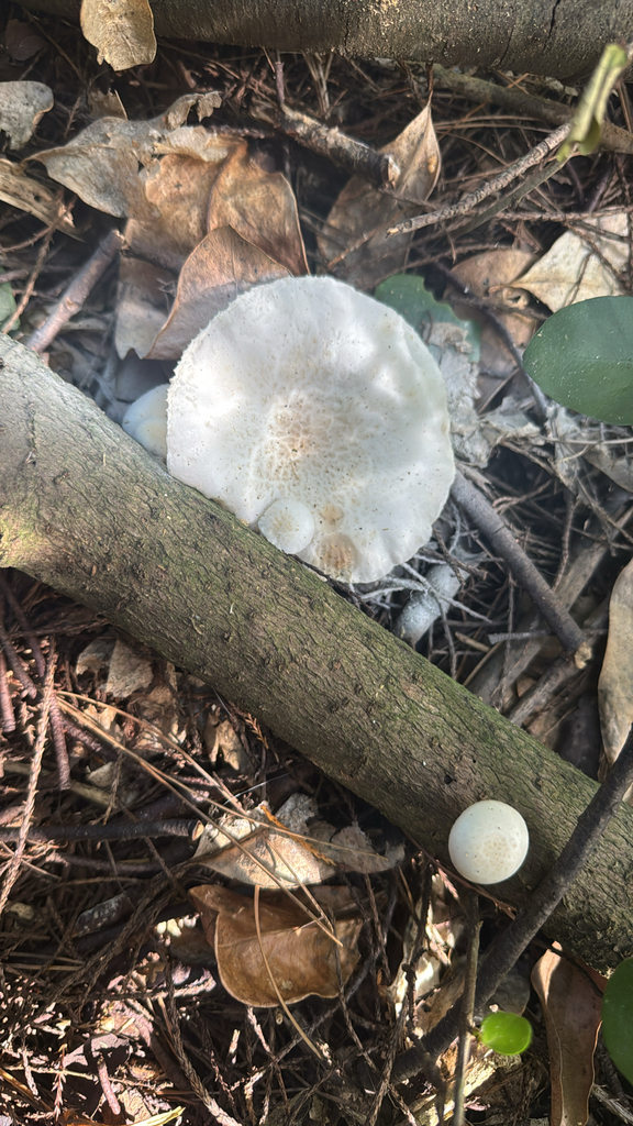 Oudemansiella australis · February 2026 · photo: © anna-nz (iNaturalist, cc-by)