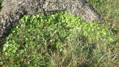 Hydrocotyle ramiflora