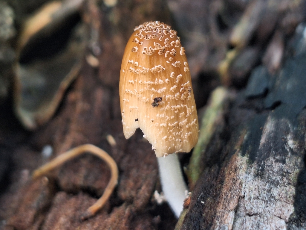 Coprinellus domesticus · February 2026 · photo: © rocio_pose (iNaturalist, cc-by)
