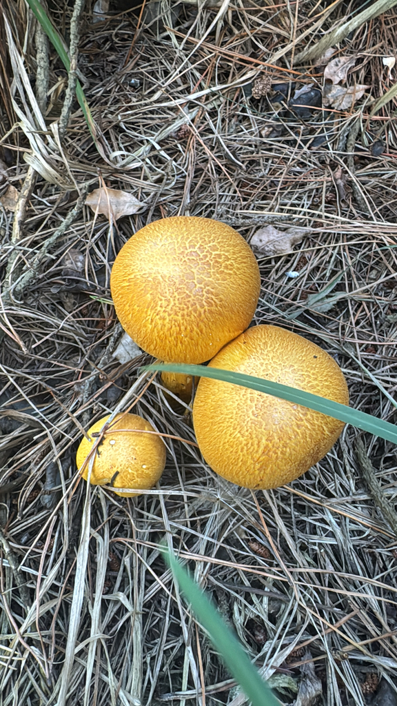Gymnopilus junonius · February 2026 · photo: © anna-nz (iNaturalist, cc-by)