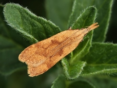 Dichomeris derasella