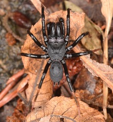 Sphodros atlanticus