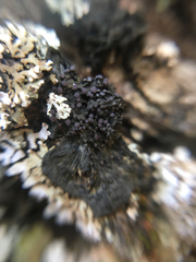 Collema nigrescens