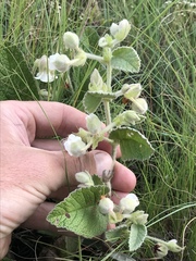 Hermannia geniculata
