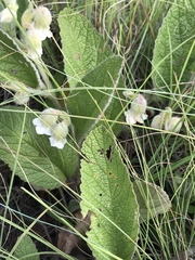 Hermannia geniculata