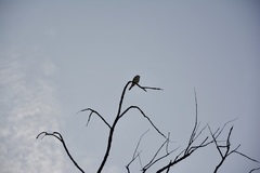 Falco newtoni