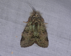 Farigia gamarra