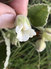 Hermannia geniculata