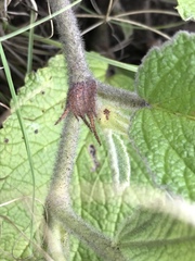 Hermannia geniculata