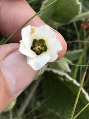 Hermannia geniculata