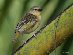 Ploceus castanops