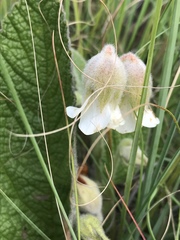 Hermannia geniculata