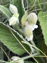 Hermannia geniculata