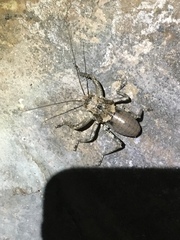 Spalacomimus stettinensis