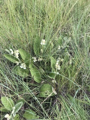 Hermannia geniculata