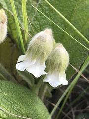 Hermannia geniculata