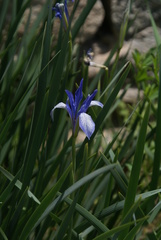 Iris lactea