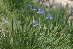 Iris lactea