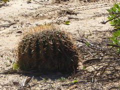 Ferocactus viridescens